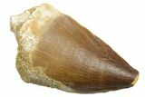Fossil Mosasaur (Thalassotitan) Tooth - Morocco #364066-1